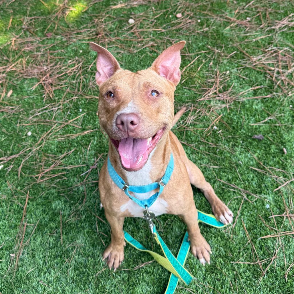 Stitch 3145, a Adoptable Mixed Breed in Hamilton, GA image 5/6