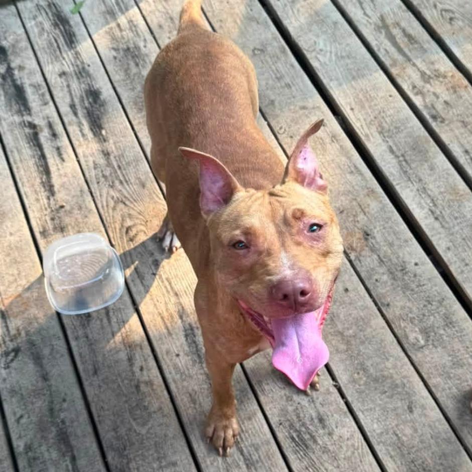 Stitch 3145, a Adoptable Mixed Breed in Hamilton, GA image 6/6
