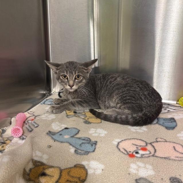 Stevie, Adoptable, Young Male Domestic Short Hair.