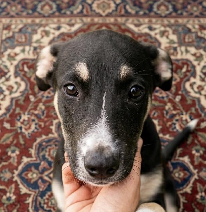 Cricket! The Kind of Puppy Who Makes Every Day Feel a Little More Fun!, Adoptable, Young Male Mixed Breed.