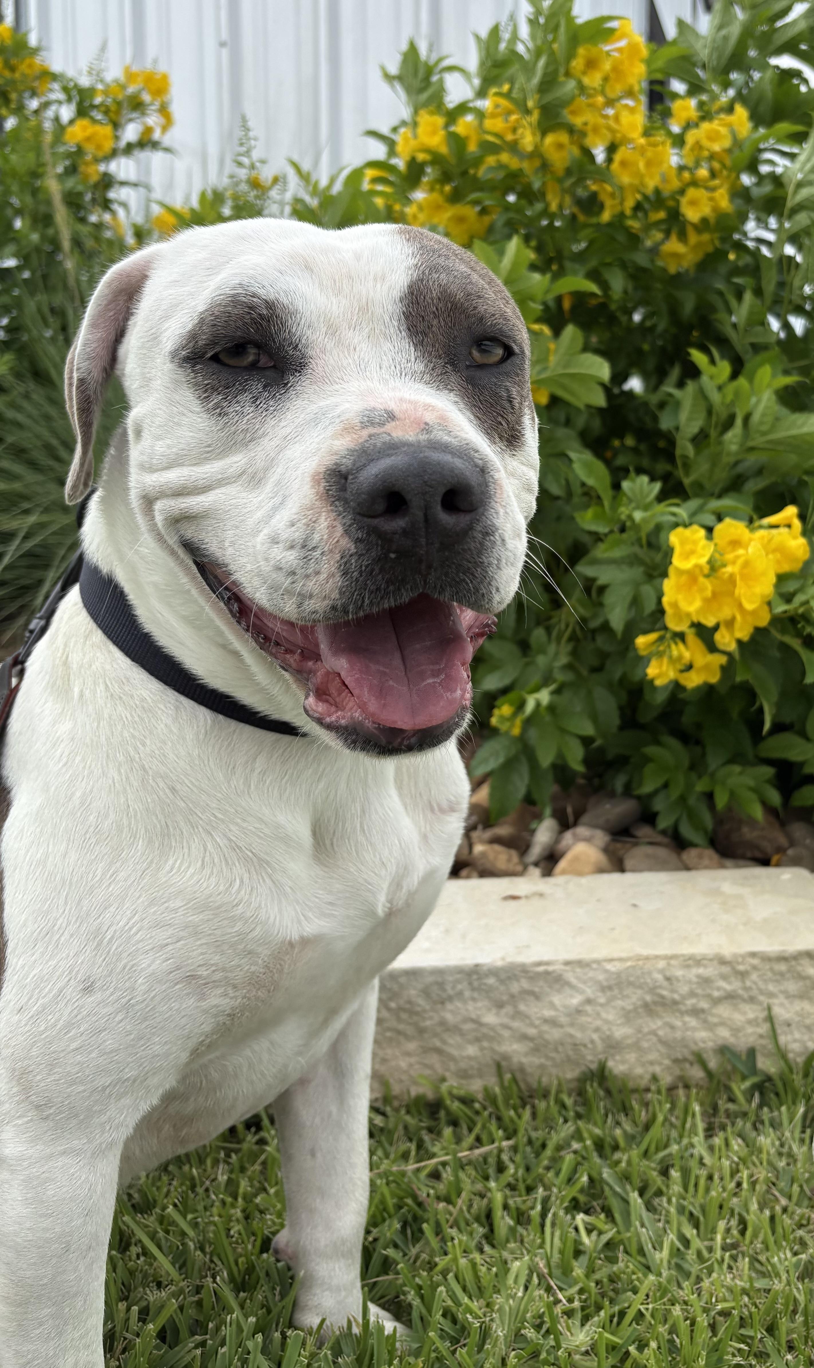 Birk, a ADOPTABLE mixed breed in Cibolo, TX image 2/2