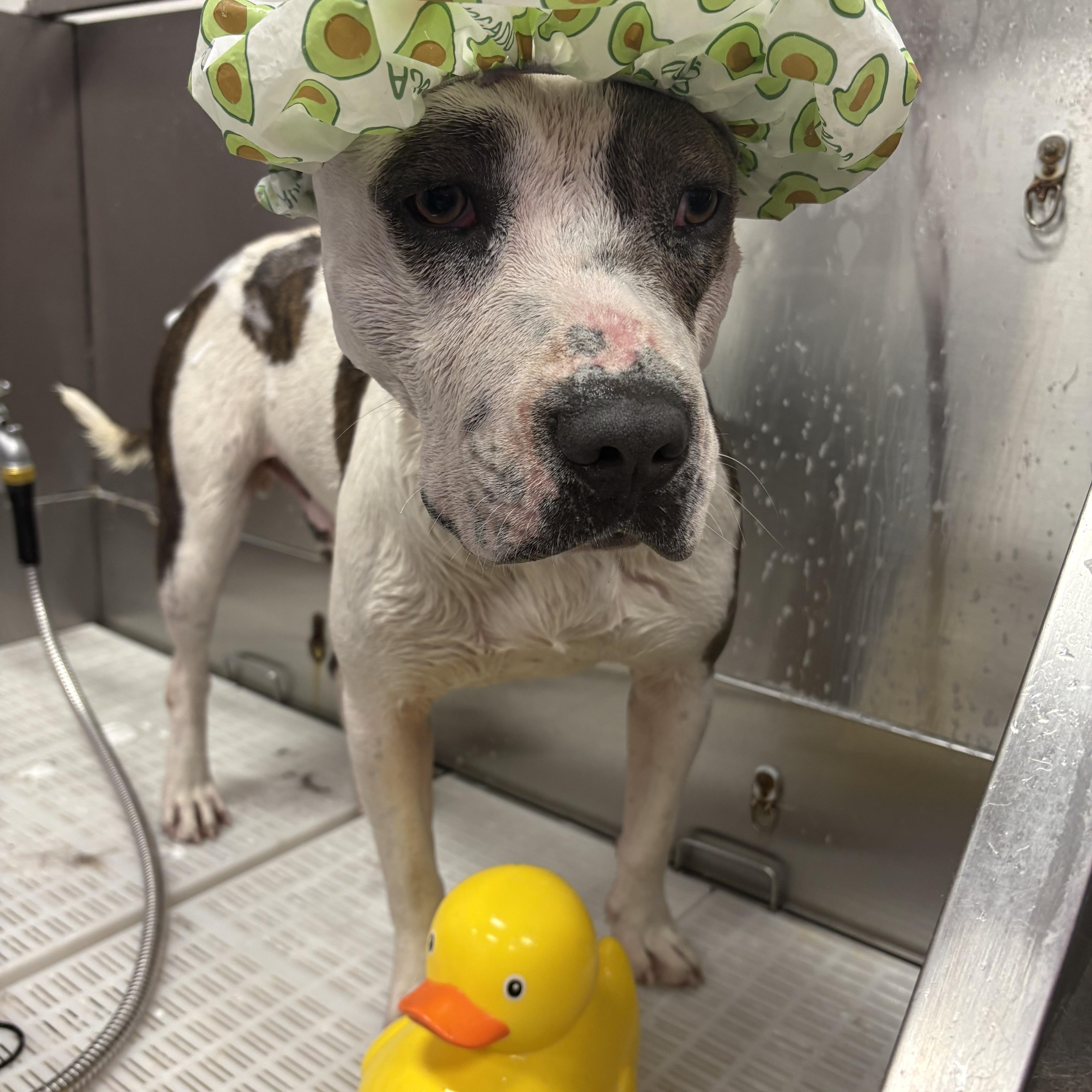 Birk, a ADOPTABLE mixed breed in Cibolo, TX image 1/2