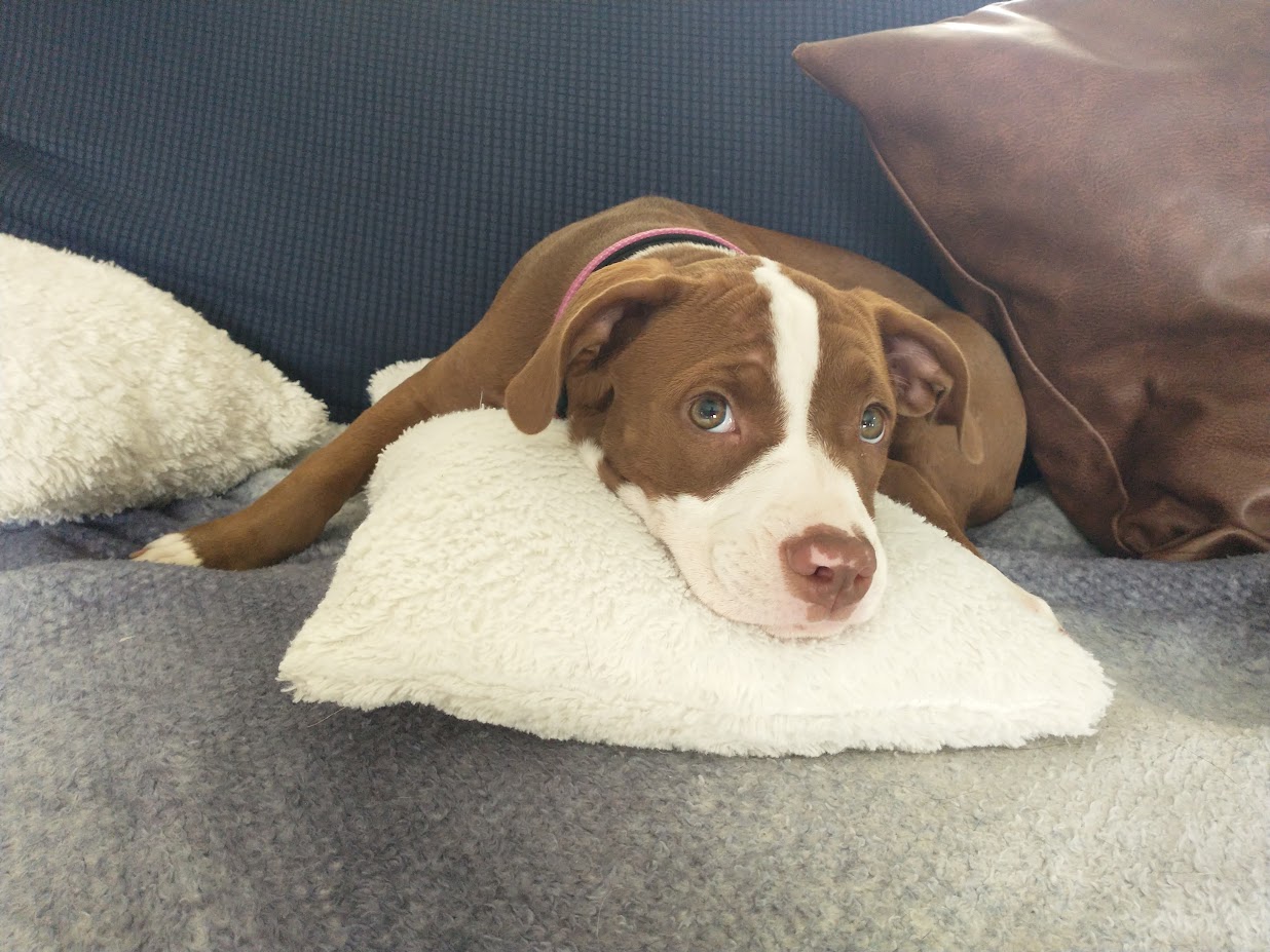 Honeybee, Adopted, Young Female American Staffordshire Terrier.
