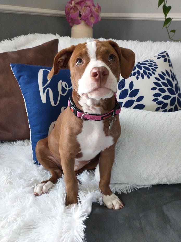 Honeybee, Adopted, Young Female American Staffordshire Terrier.