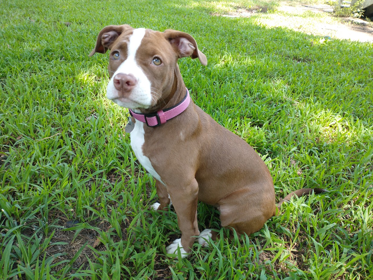 Enlarge Honeybee, a Adopted mixed breed in Goldsboro, NC image 3/6