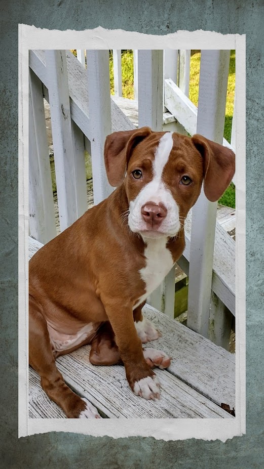 Enlarge Honeybee, a Adopted mixed breed in Goldsboro, NC image 4/6
