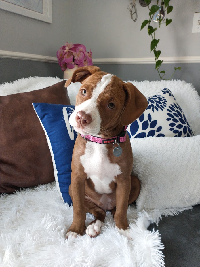 Enlarge Honeybee, a Adopted mixed breed in Goldsboro, NC image 5/6