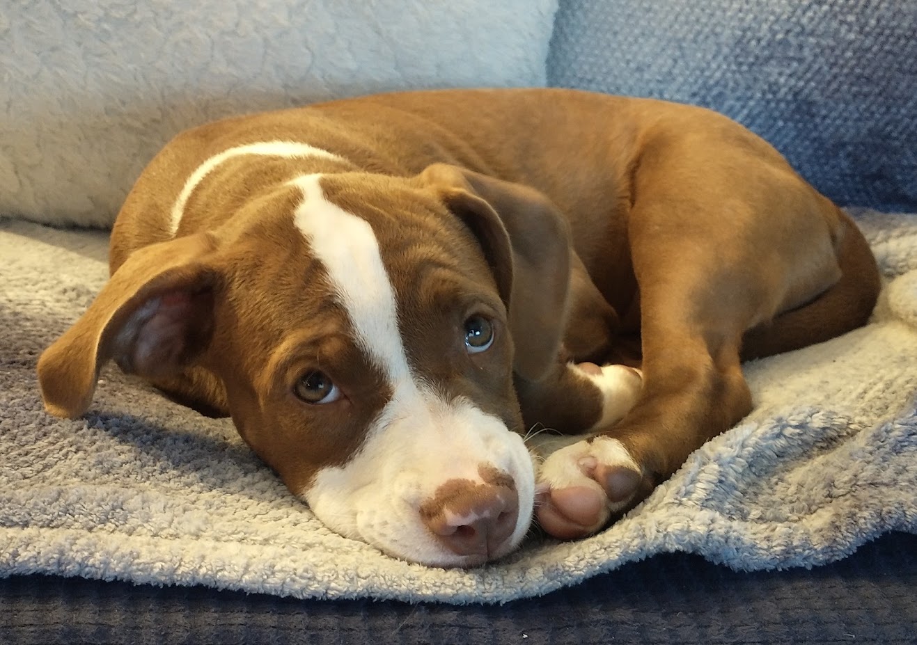 Honeybee, Adopted, Young Female American Staffordshire Terrier.