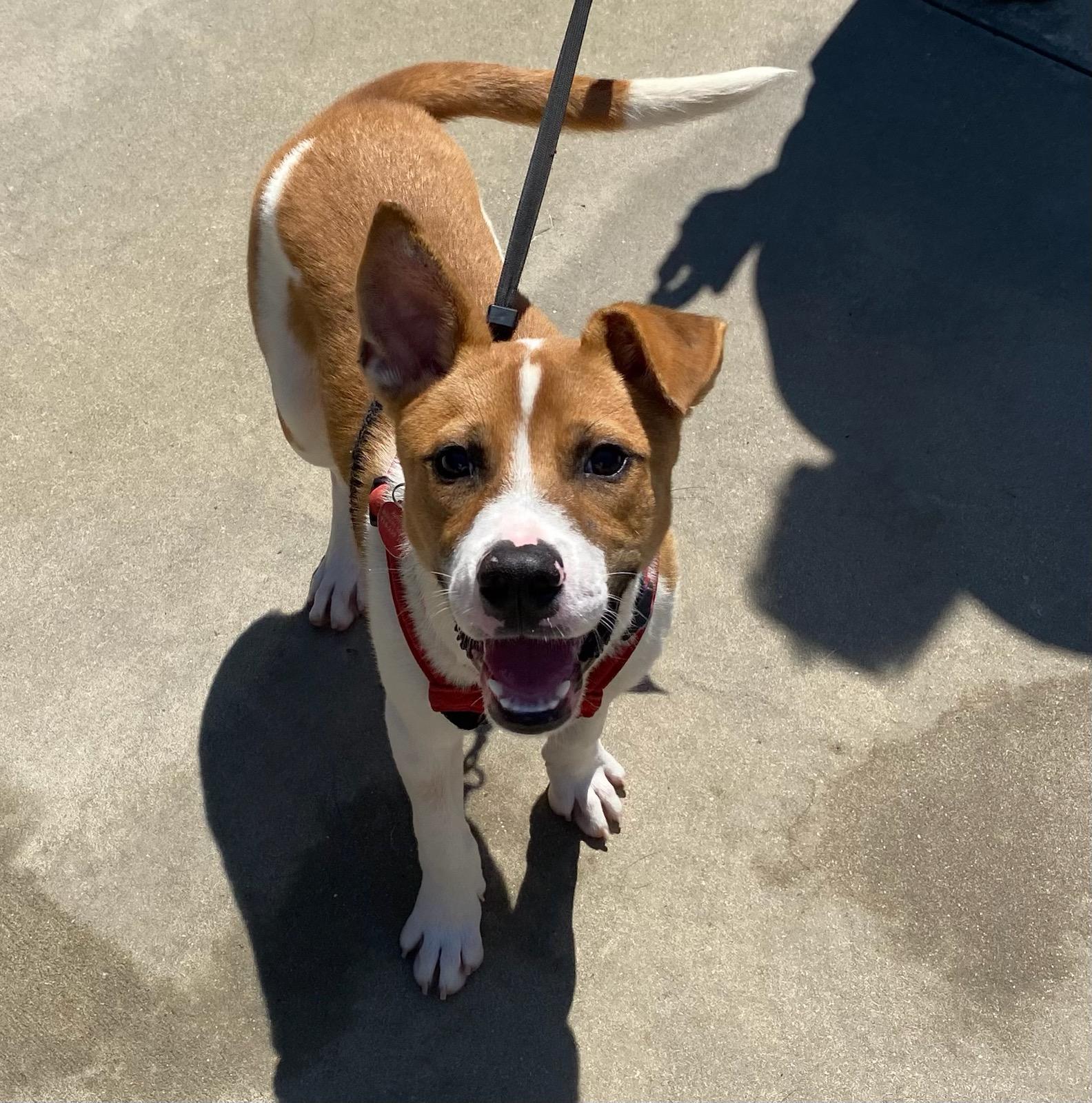 Cooper, a Adoptable mixed breed in Burgaw, NC image 3/4