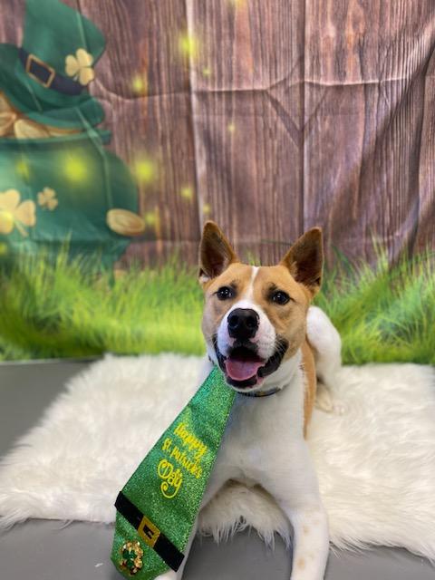 Cooper, Adoptable, Young Male Pit Bull Terrier & Jack Russell Terrier.