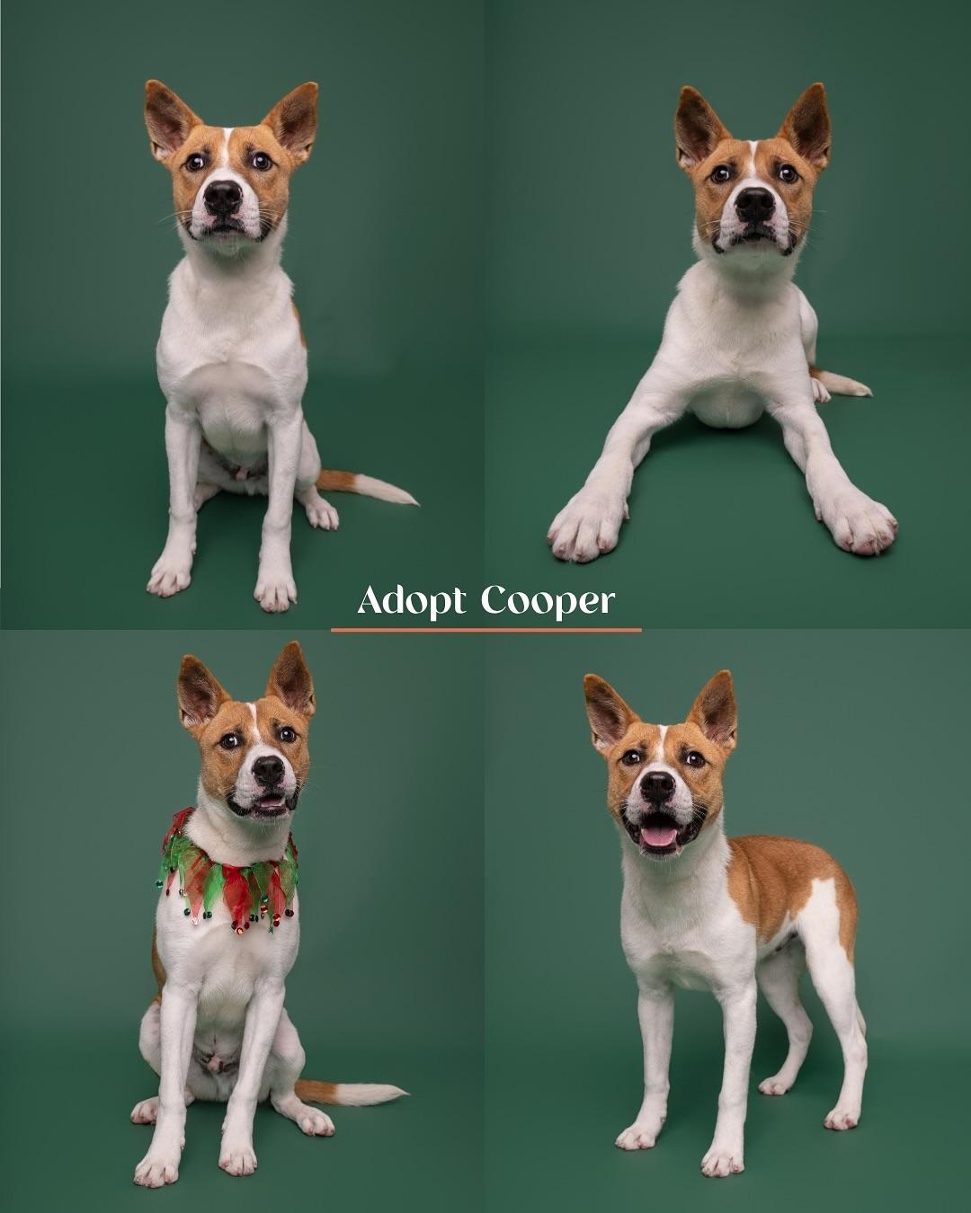 Cooper, Adoptable, Young Male Pit Bull Terrier & Jack Russell Terrier.
