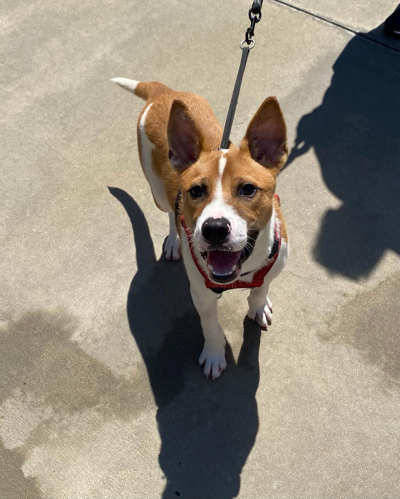 Cooper, a Adoptable mixed breed in Burgaw, NC image 4/4