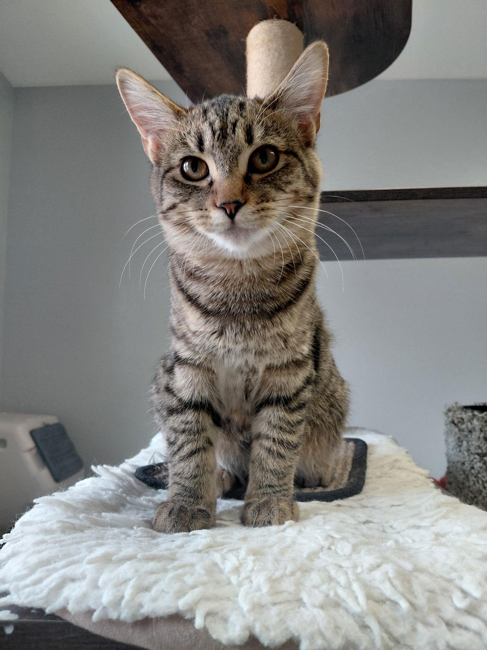 Dabney, Adoptable, Kitten Female Domestic Short Hair & Tabby.