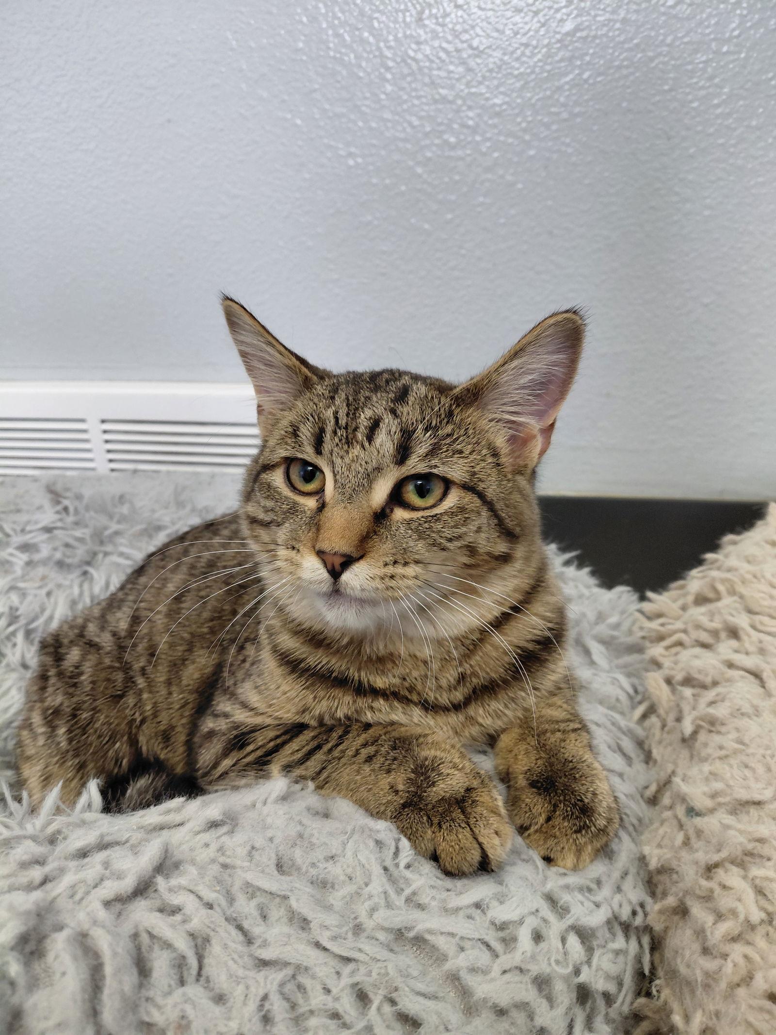 Dabney, a Adoptable mixed breed in Montello, WI image 2/3