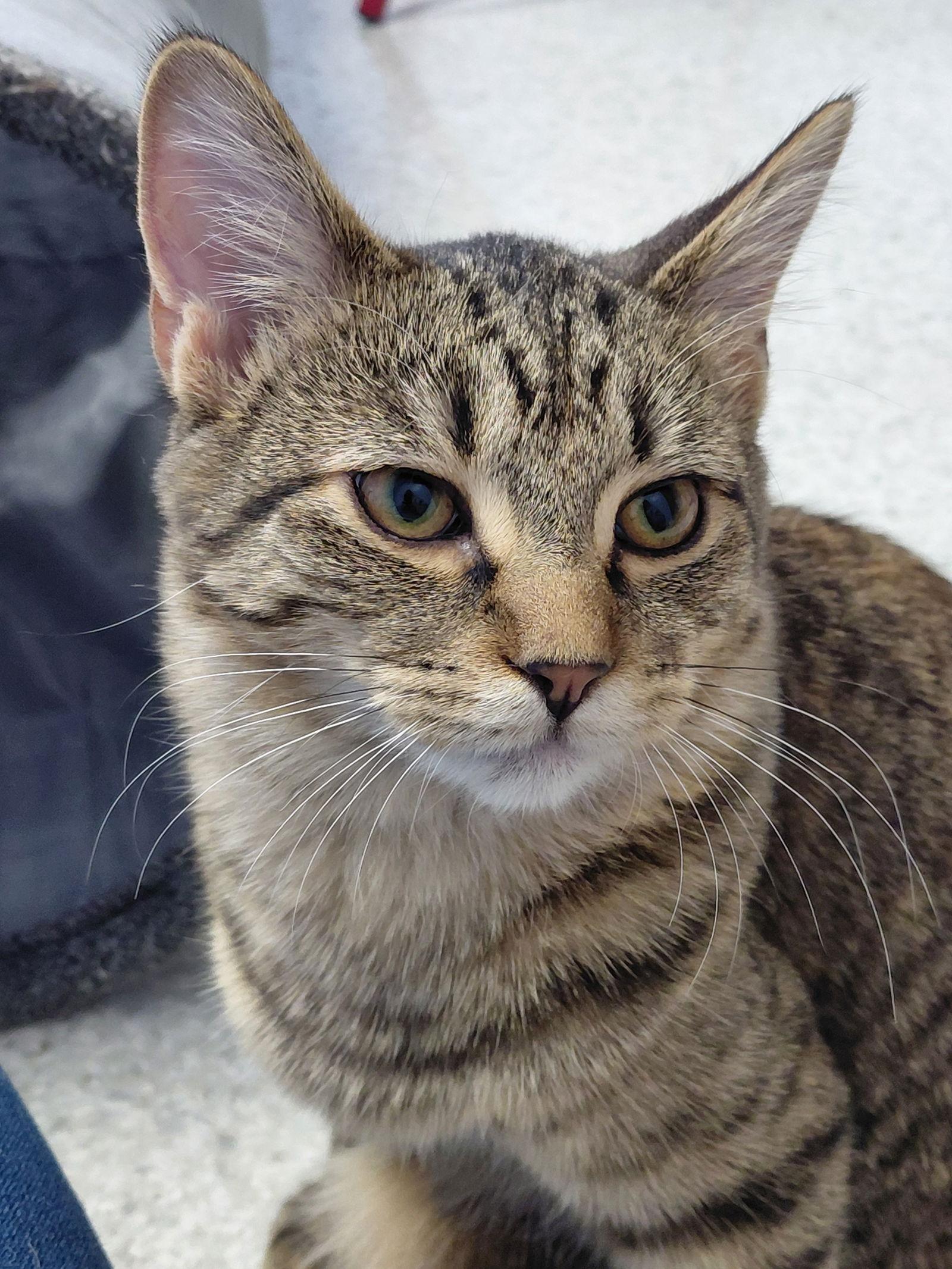 Dabney, a Adoptable mixed breed in Montello, WI image 3/3