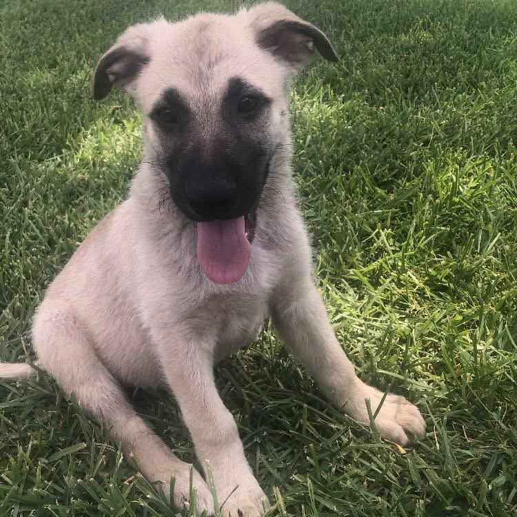 Whiskey, Young Male Jack Russell Terrier