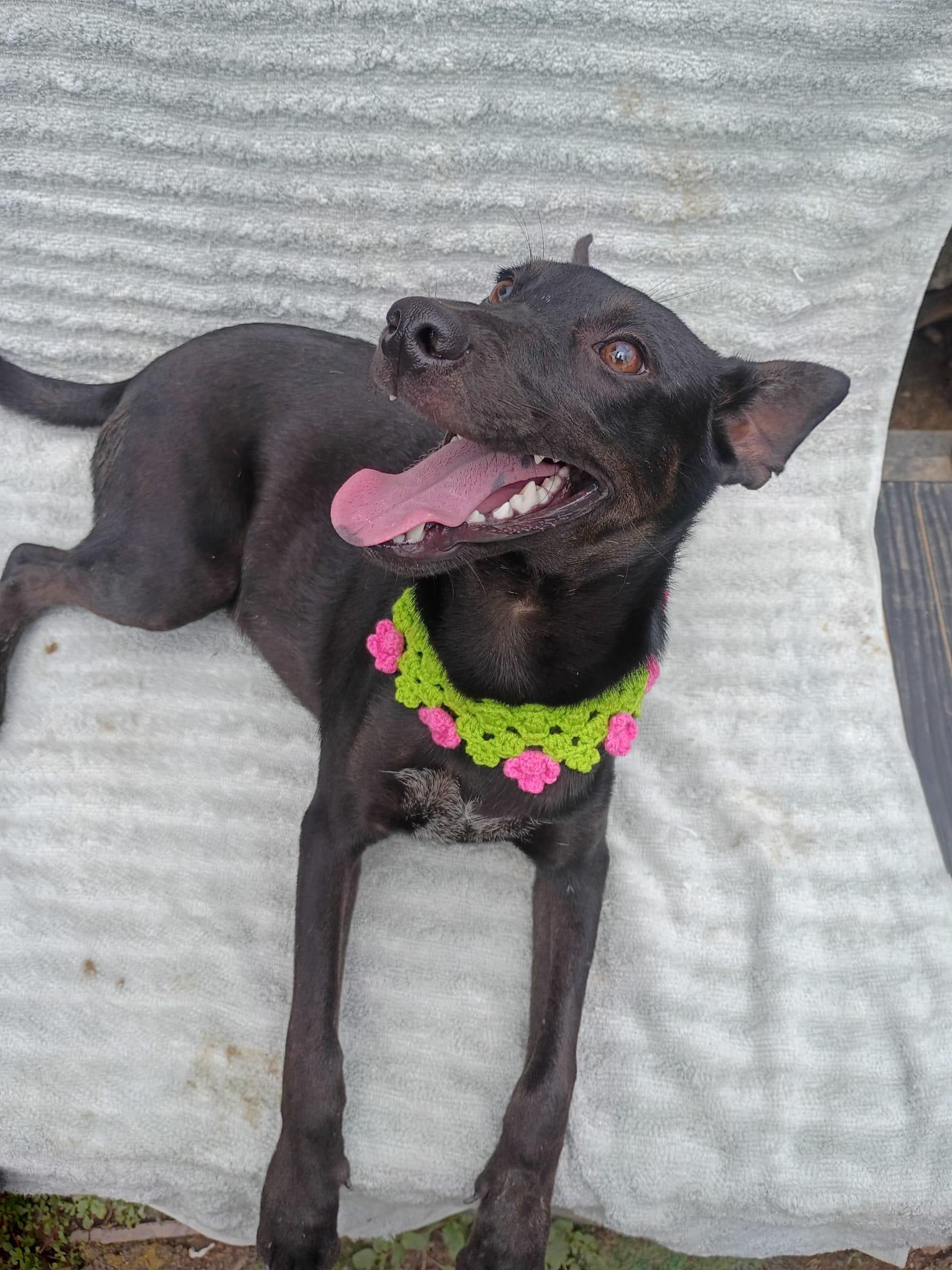 Nia, Adoptable, Young Male Terrier & Miniature Pinscher.