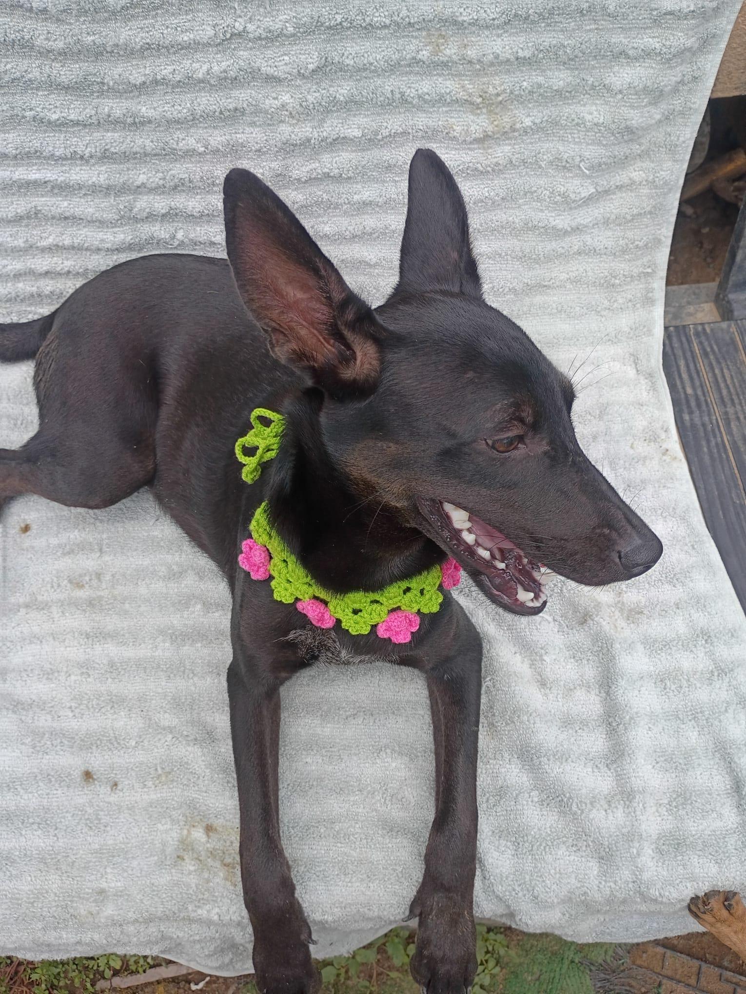 Enlarge Nia, a Adoptable mixed breed in Albion, NY image 3/5