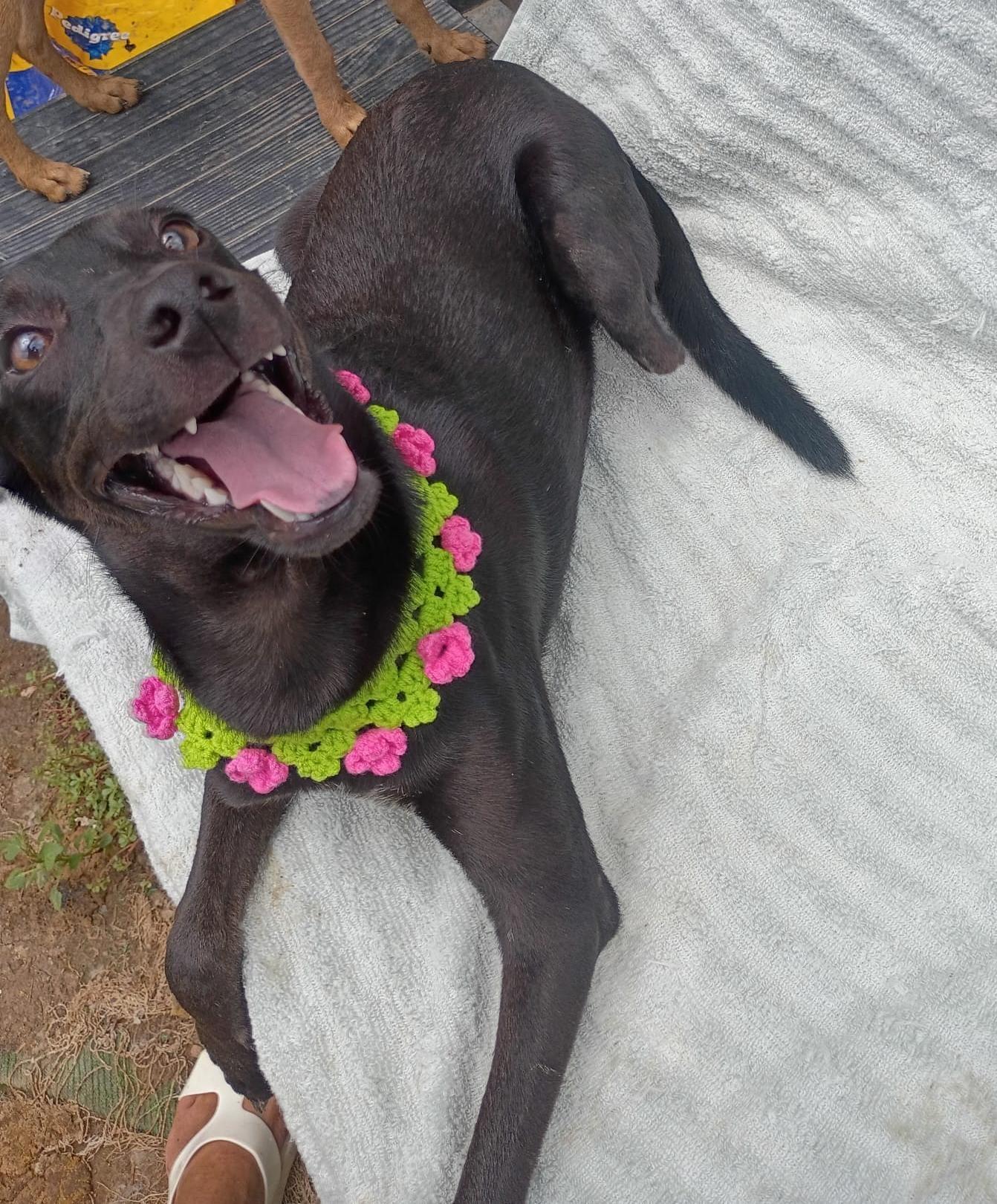 Enlarge Nia, a Adoptable mixed breed in Albion, NY image 2/5