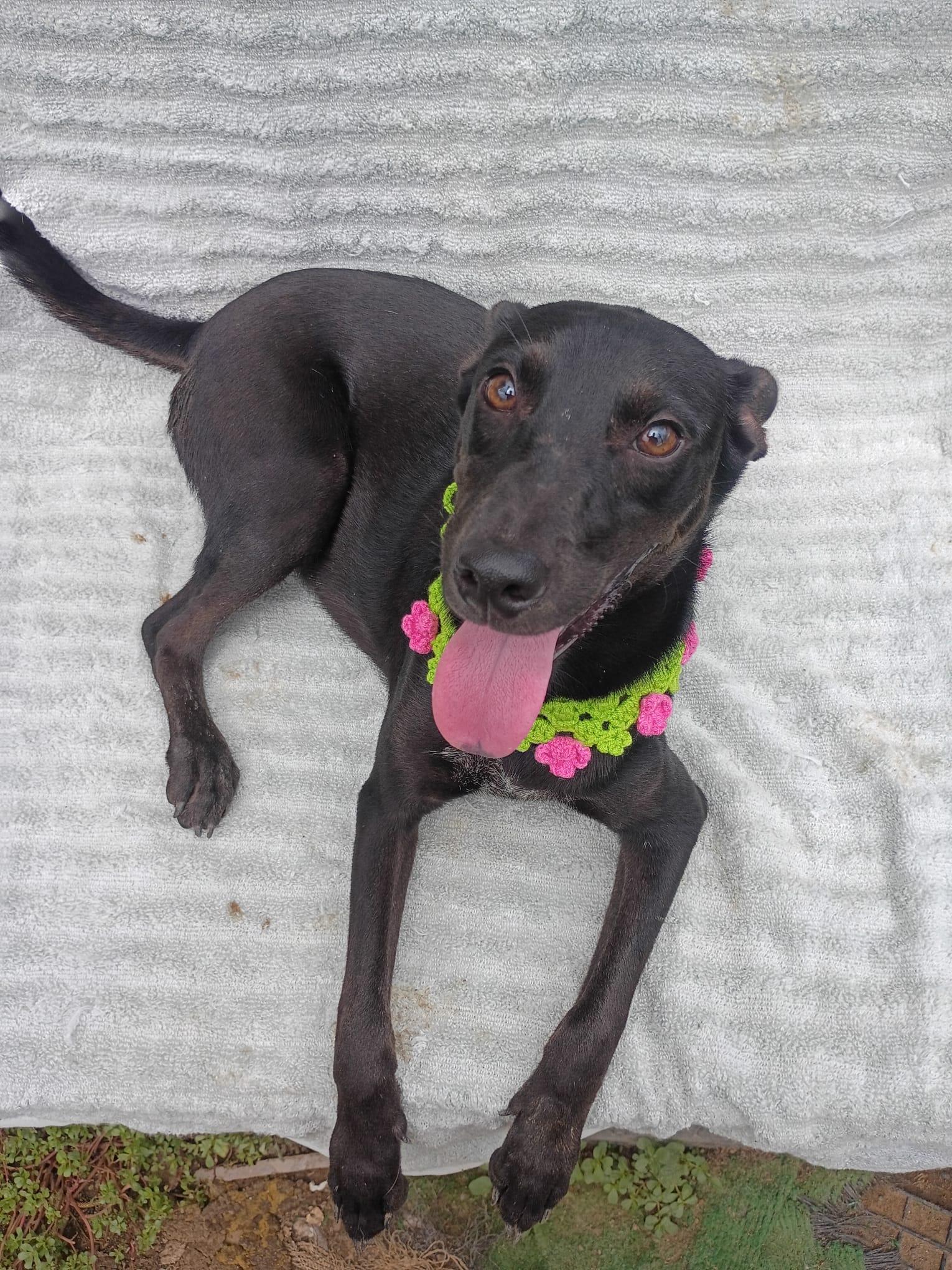 Enlarge Nia, a Adoptable mixed breed in Albion, NY image 5/5