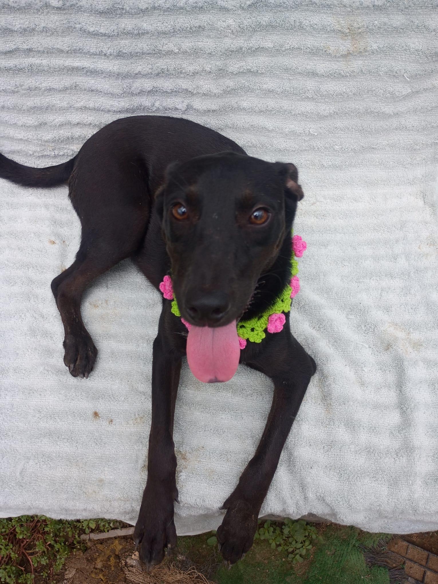 Enlarge Nia, a Adoptable mixed breed in Albion, NY image 4/5