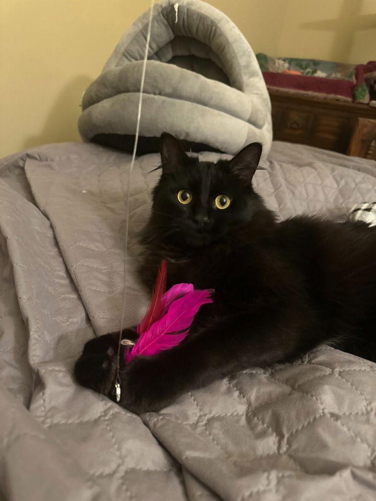 Enlarge Pookie, a Adoptable Domestic Short Hair in St. Helens, OR image 1/1