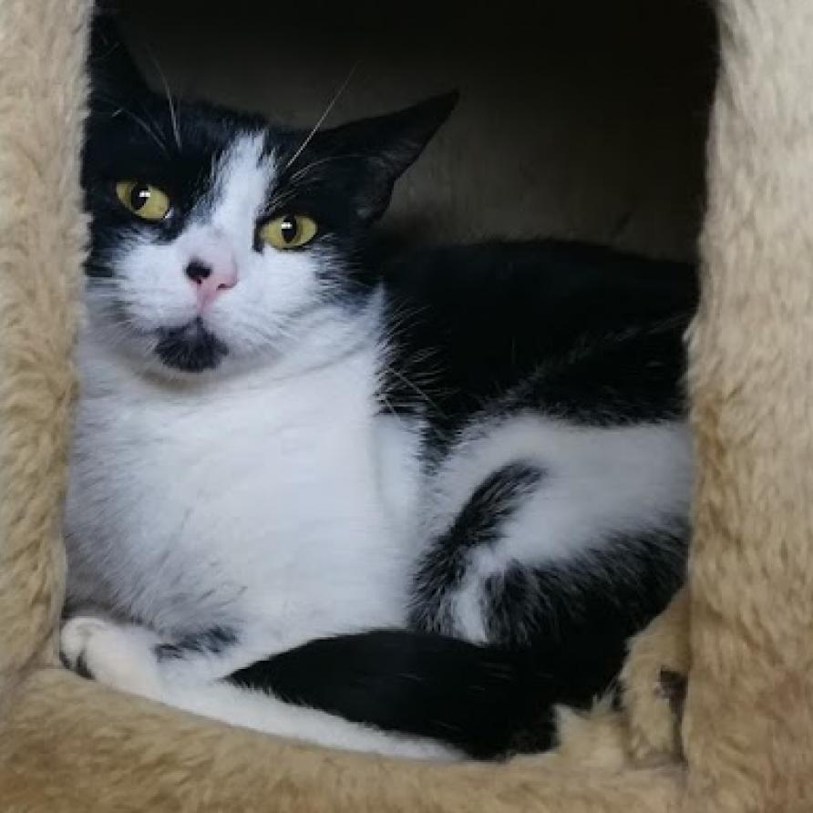 Sheba — thumbnail 2