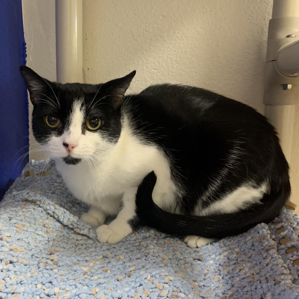 Sheba — thumbnail 3