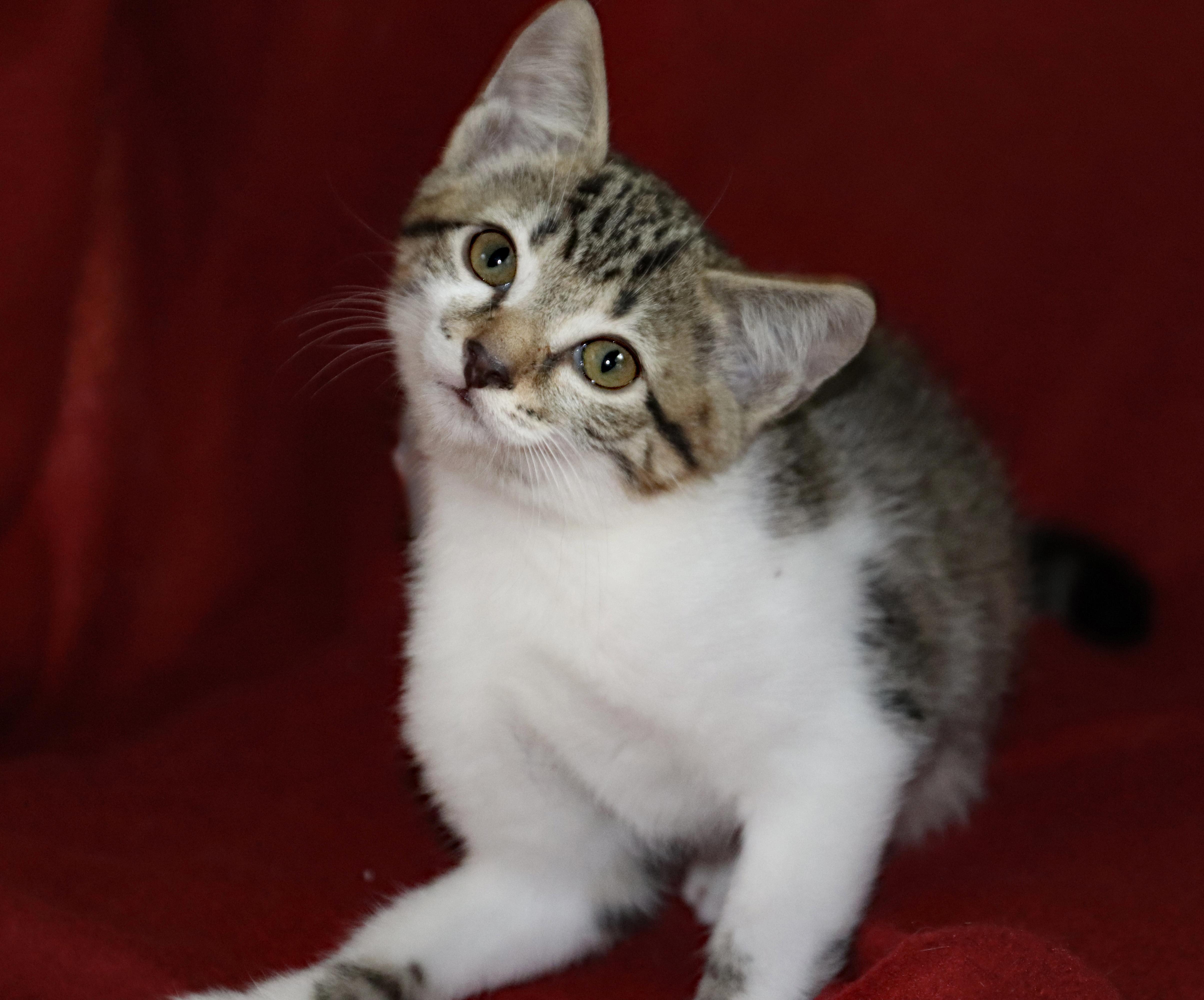 Enlarge Peanut, a Adoptable American Shorthair in Guntersville, AL image 3/6
