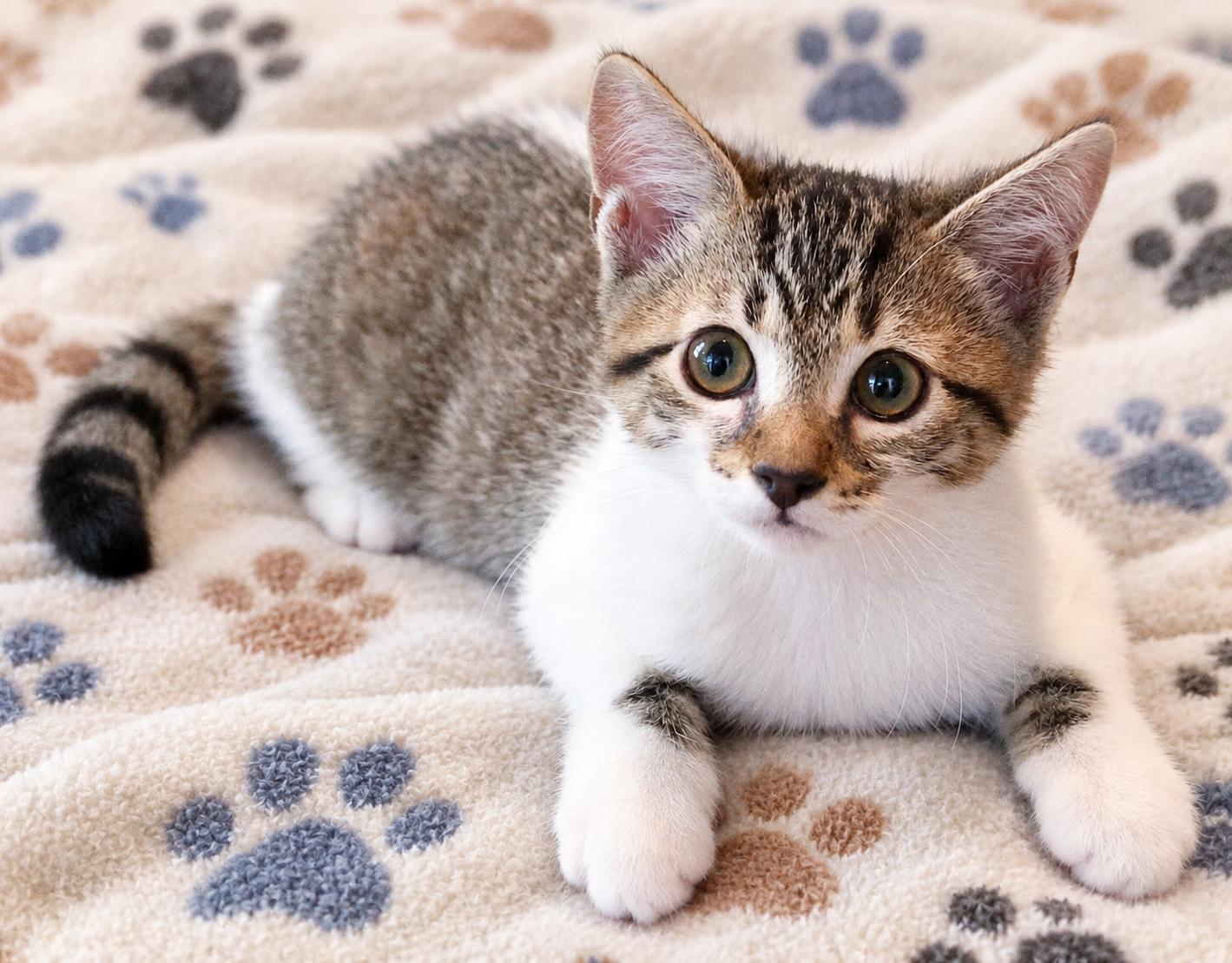 Peanut, Adoptable, Kitten Male American Shorthair.