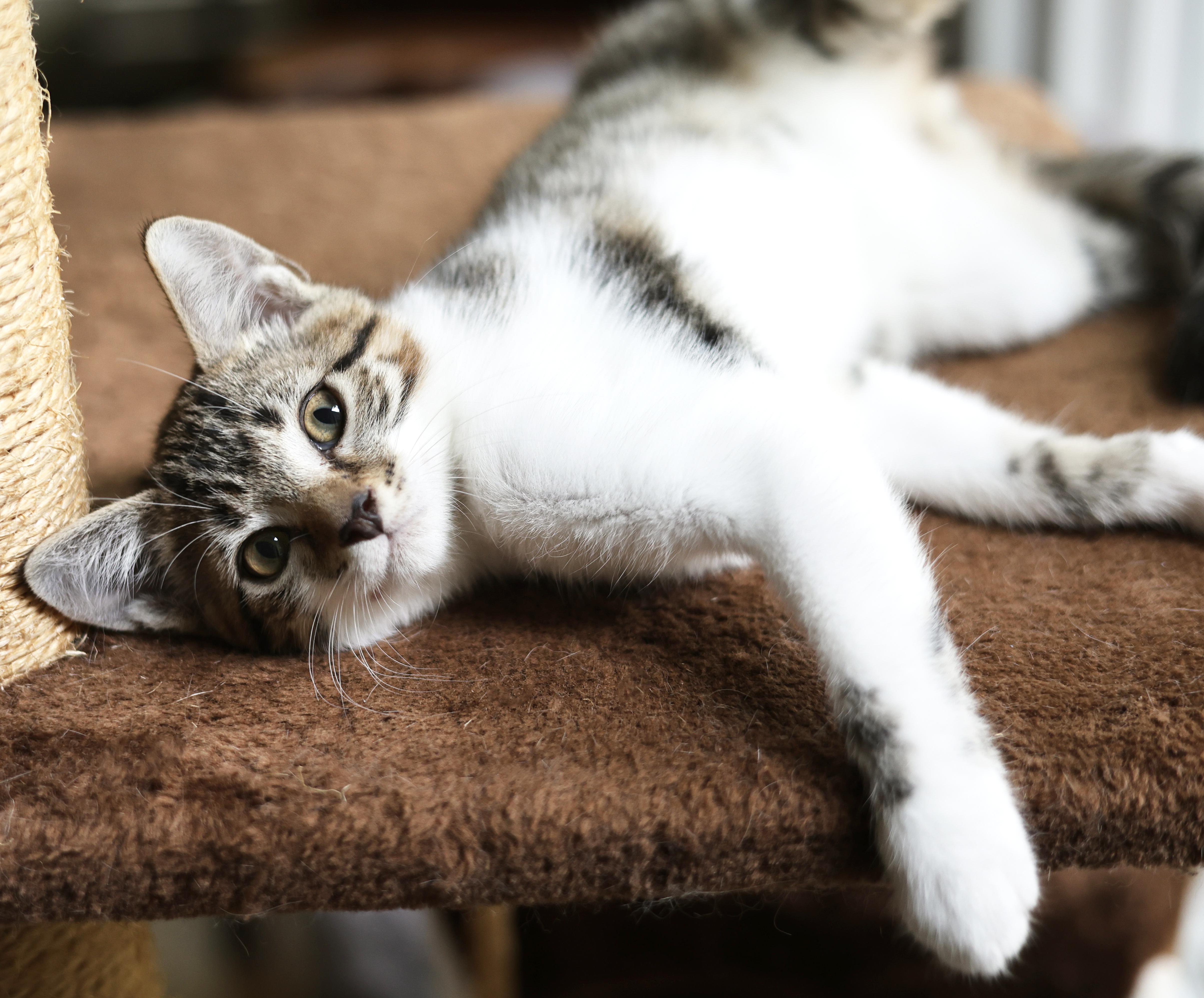 Enlarge Peanut, a Adoptable American Shorthair in Guntersville, AL image 5/6