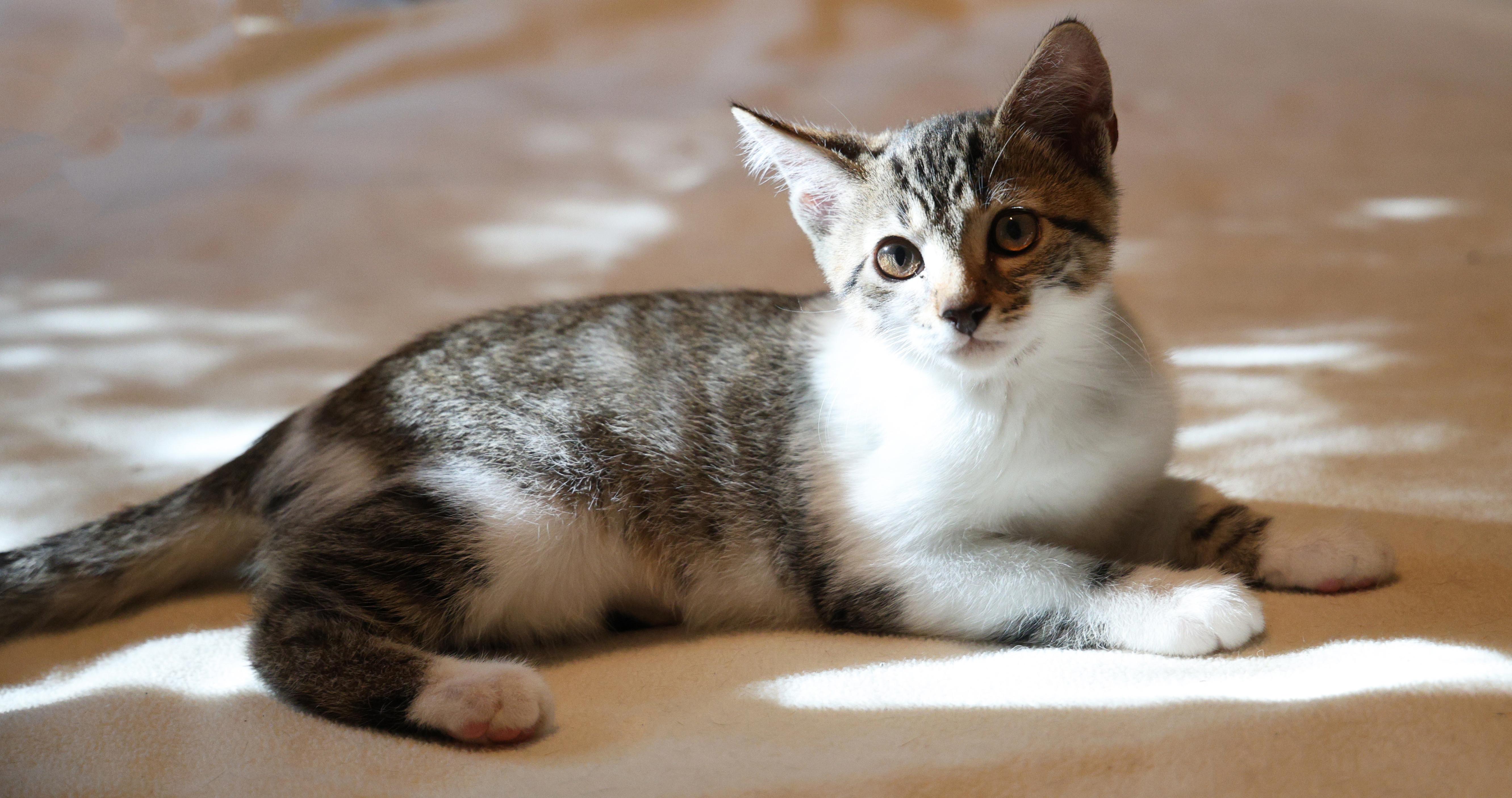 Enlarge Peanut, a Adoptable American Shorthair in Guntersville, AL image 4/6