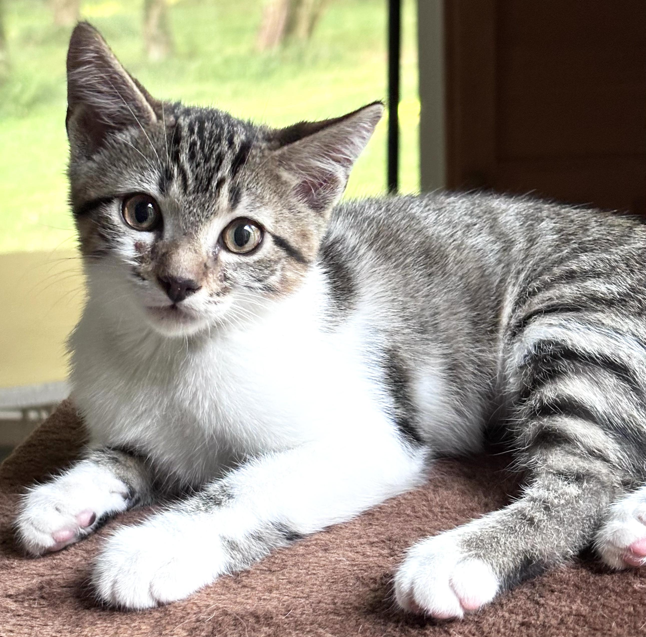 Enlarge Peanut, a Adoptable American Shorthair in Guntersville, AL image 2/6