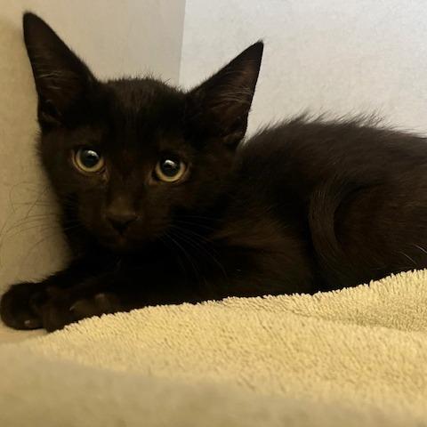 Enlarge Suede, a Adoptable Domestic Short Hair in Dayton, OH image 1/1