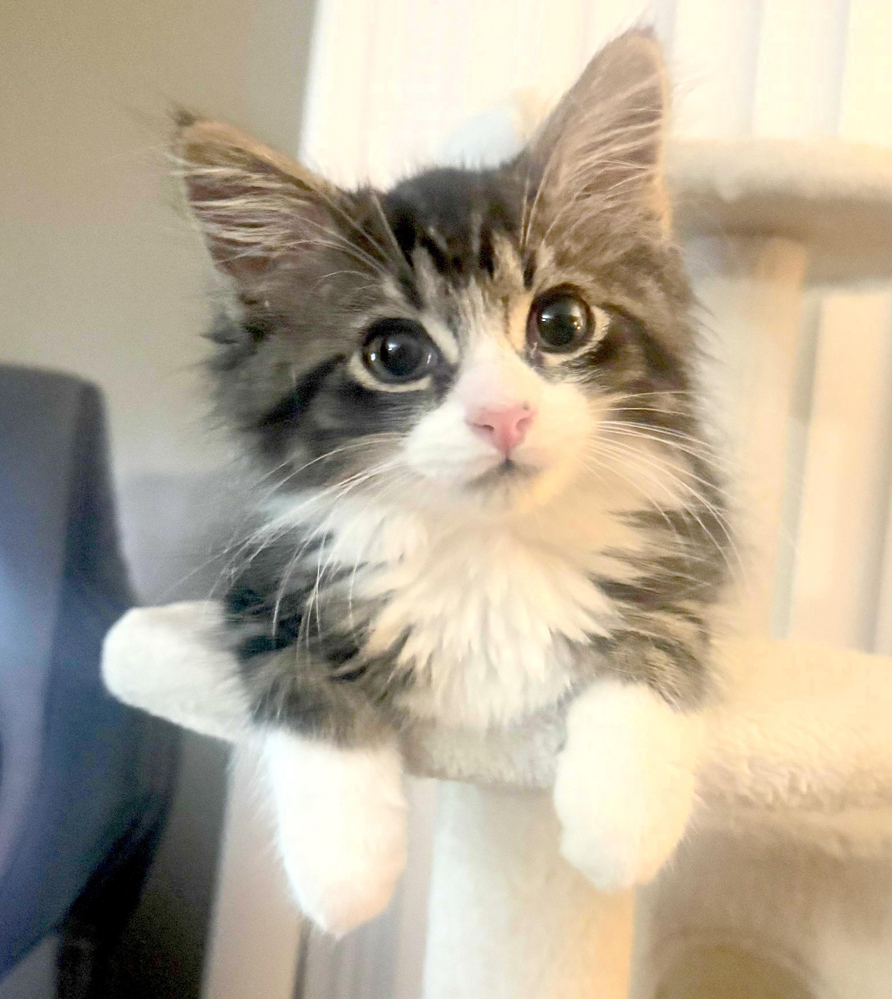 Sebastian - Adopted 7/25/26, an adopted Domestic Long Hair in Livonia, MI image 1/6