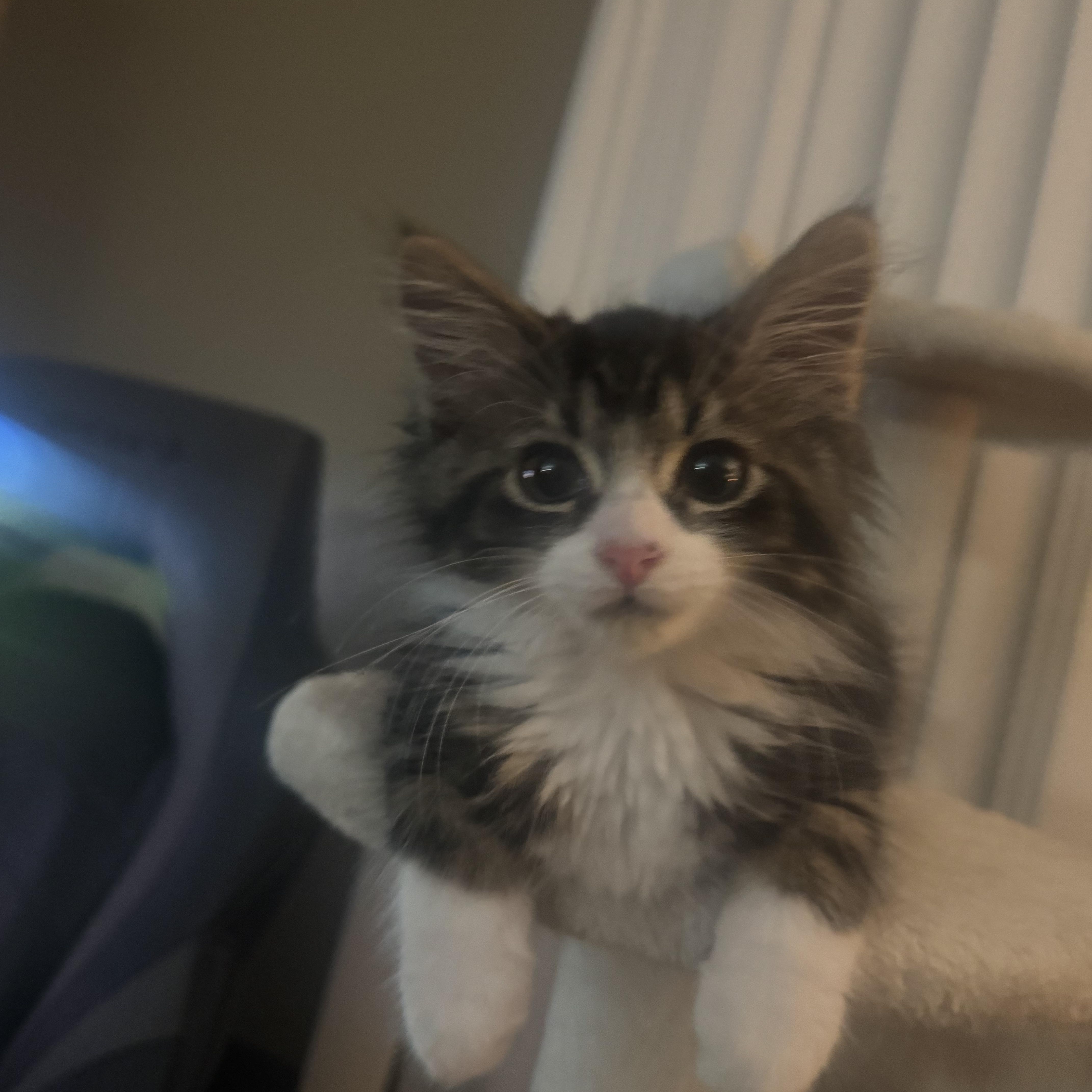 Sebastian - Adopted 7/25/26, an adopted Domestic Long Hair in Livonia, MI image 4/6