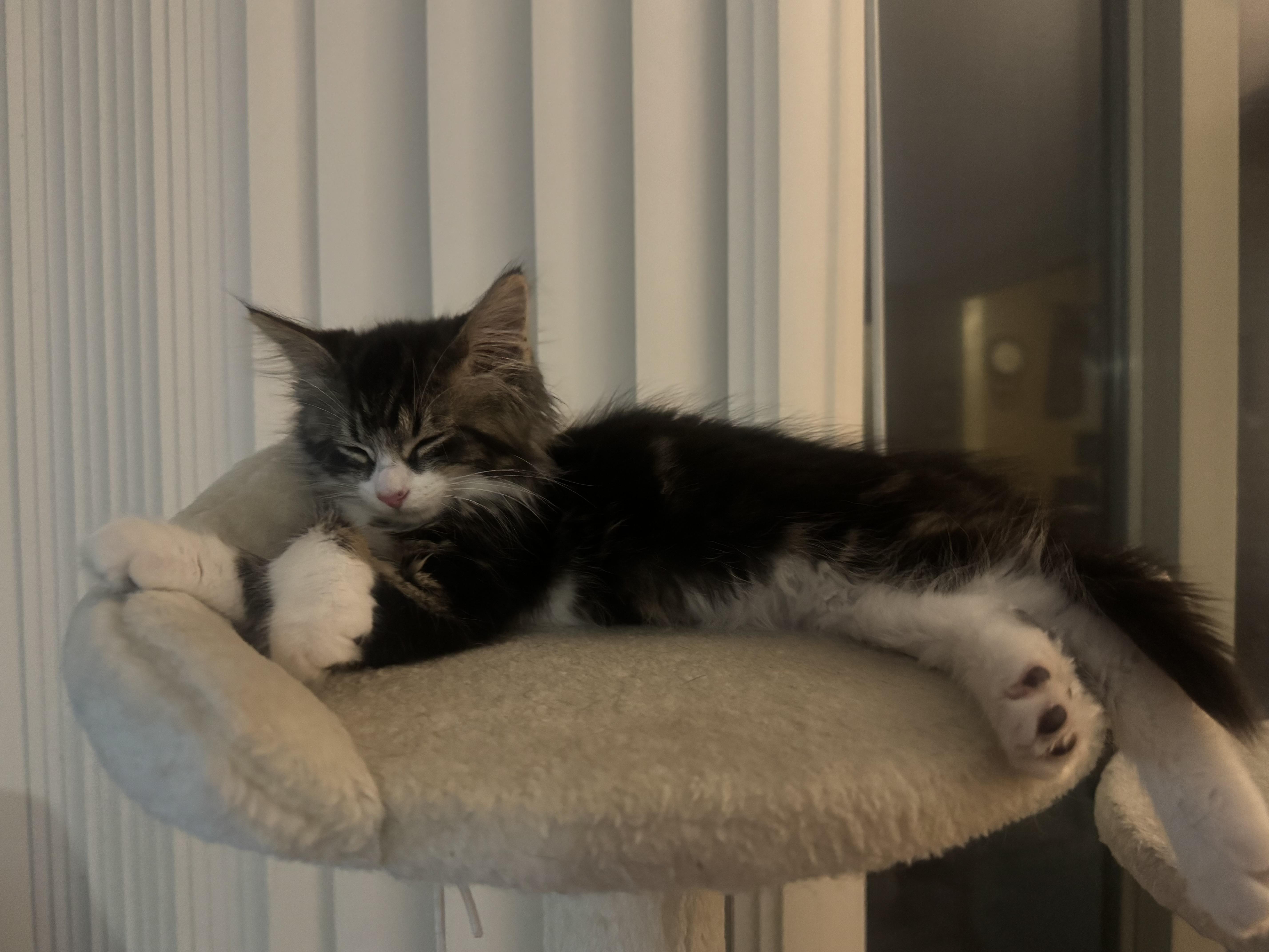 Sebastian - Adopted 7/25/26, an adopted Domestic Long Hair in Livonia, MI image 2/6