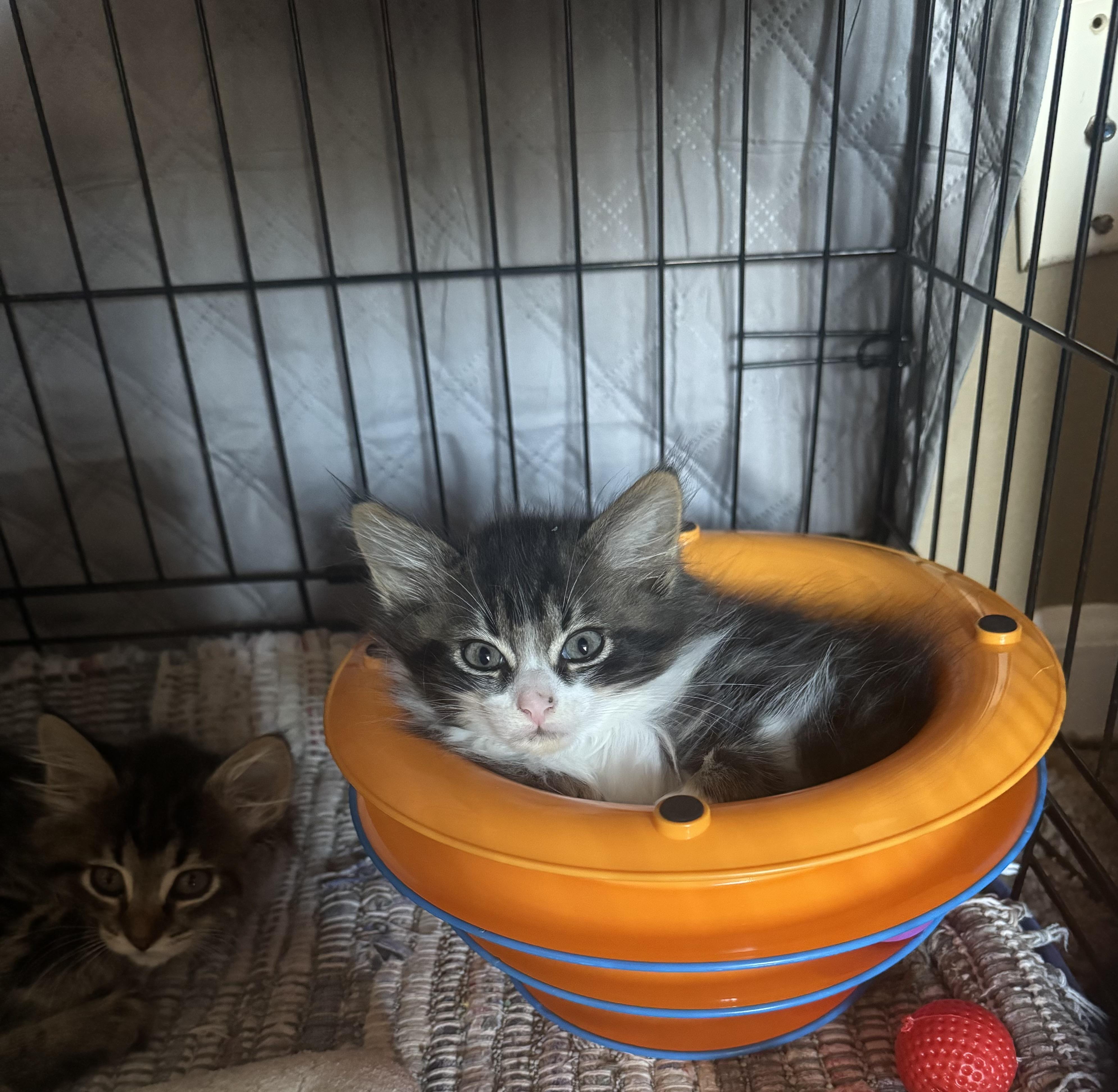 Sebastian - Adopted 7/25/26, an adopted Domestic Long Hair in Livonia, MI image 3/6