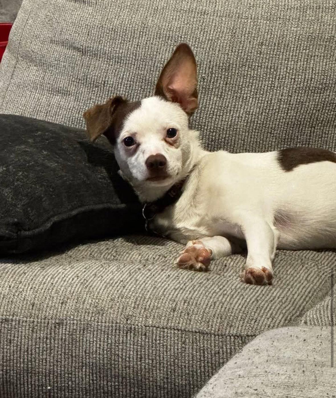 Choco, Adoptable, Young Male Rat Terrier & Chihuahua.