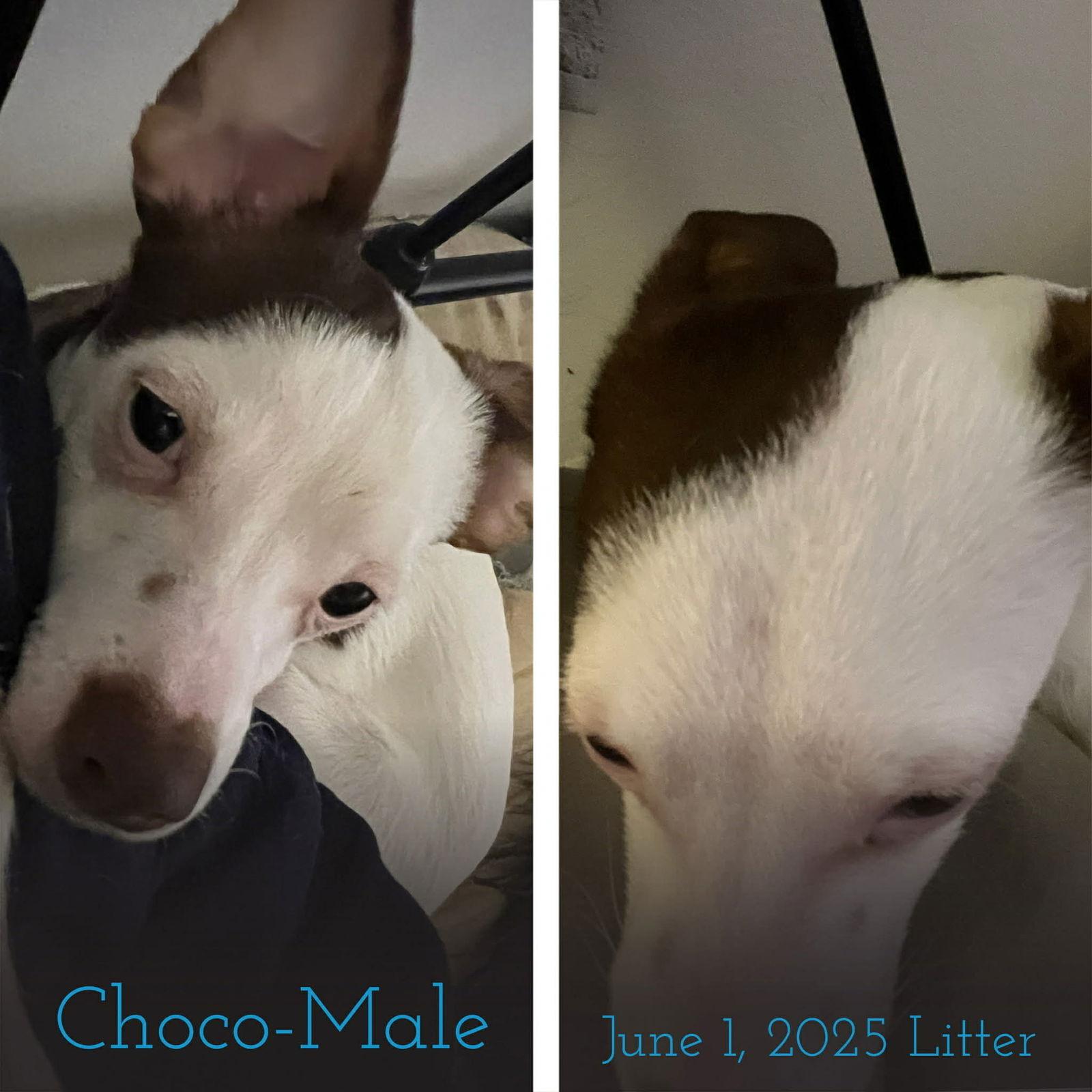 Choco, Adoptable, Young Male Rat Terrier & Chihuahua.