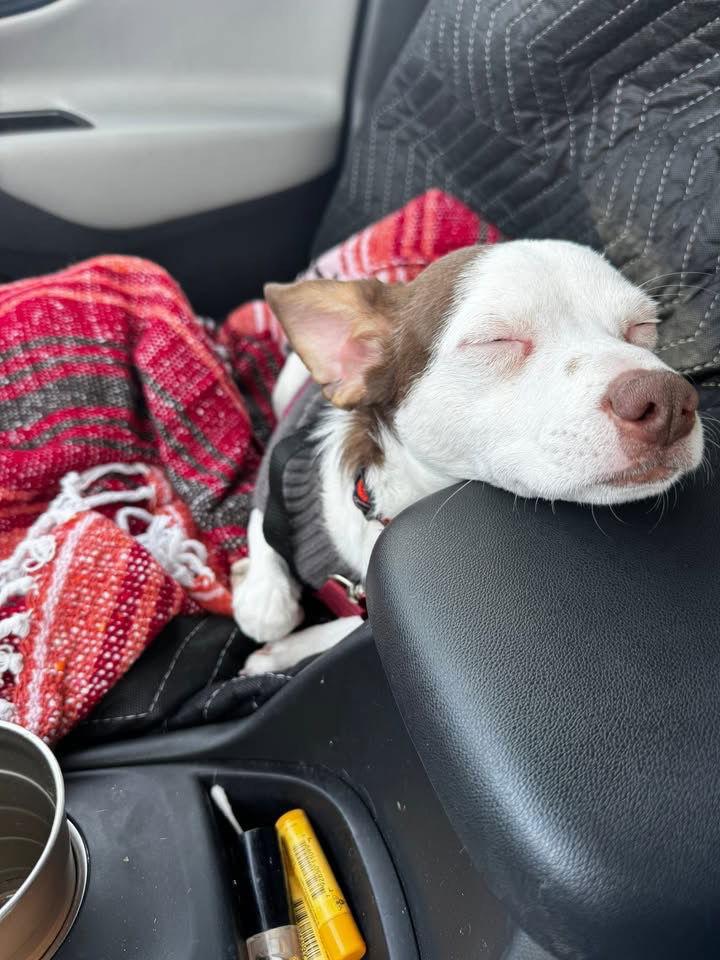 Enlarge Choco, a Adoptable mixed breed in Grafton, WI image 2/3