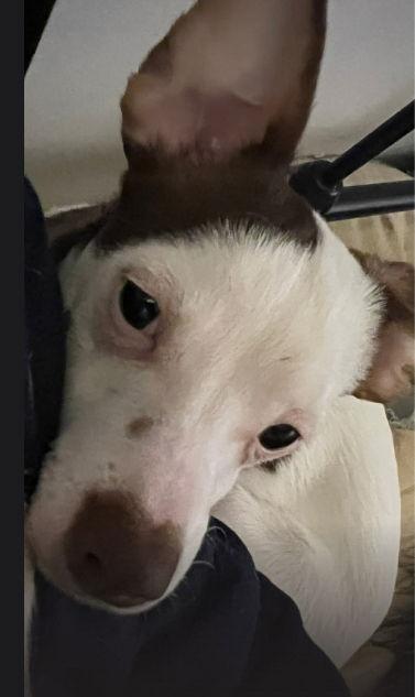 Choco, a Adoptable mixed breed in Grafton, WI image 2/2