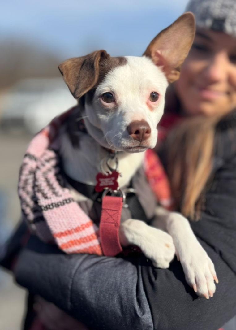 Enlarge Choco, a Adoptable mixed breed in Grafton, WI image 3/3
