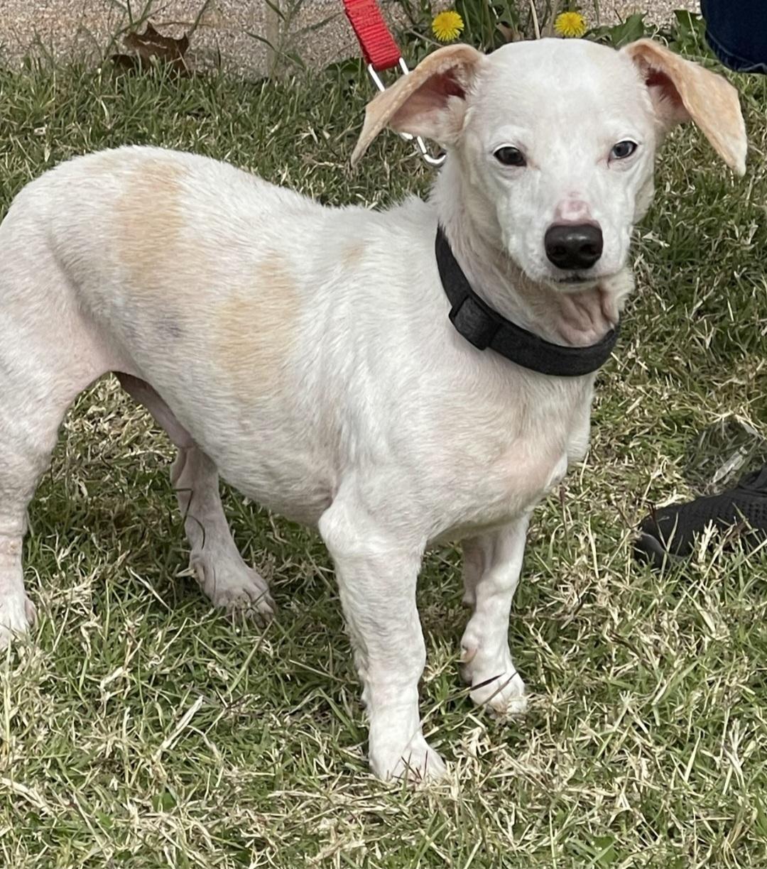 Jethro Bodine, ADOPTABLE, Senior Male Chiweenie.