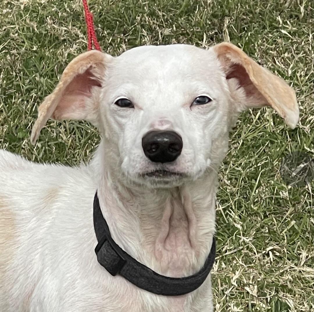 Enlarge Jethro Bodine, a ADOPTABLE mixed breed in Longview, TX image 3/3