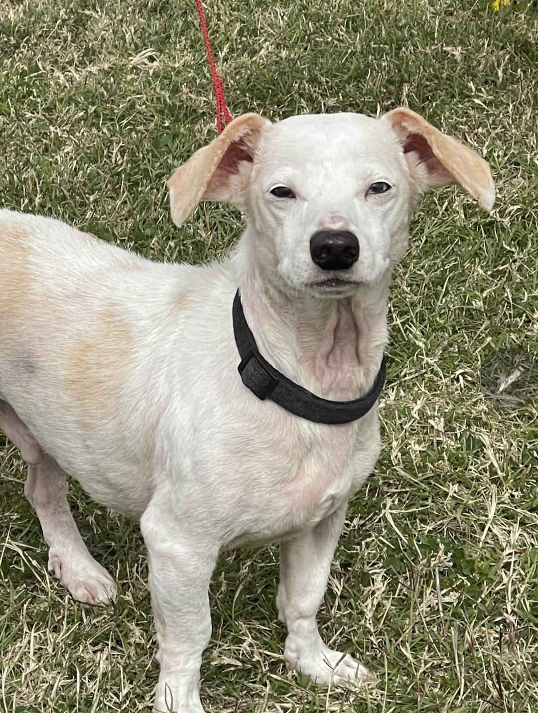 Enlarge Jethro Bodine, a ADOPTABLE mixed breed in Longview, TX image 2/3