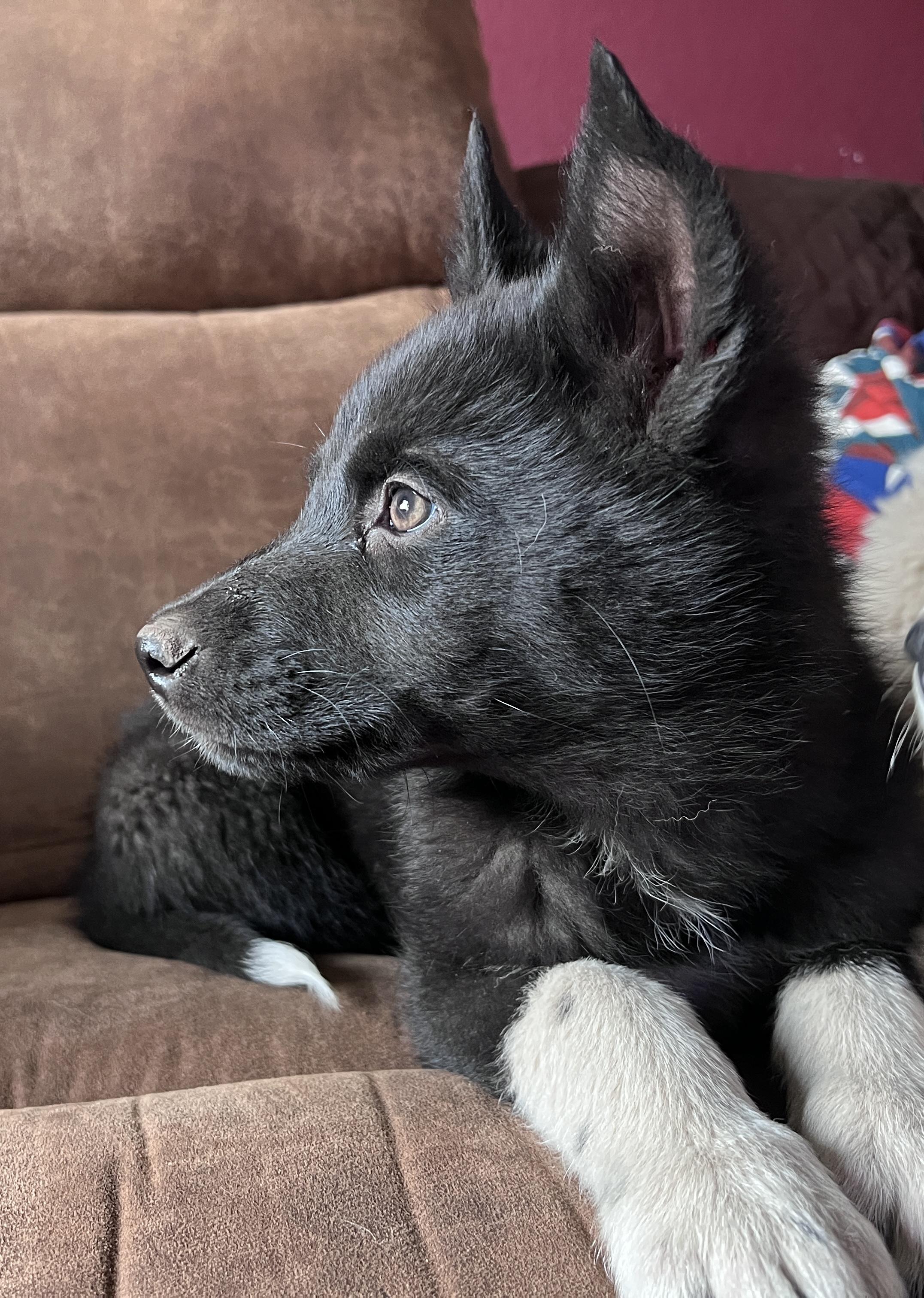 Enlarge Trouble, a ADOPTABLE mixed breed in Flagstaff, AZ image 4/4