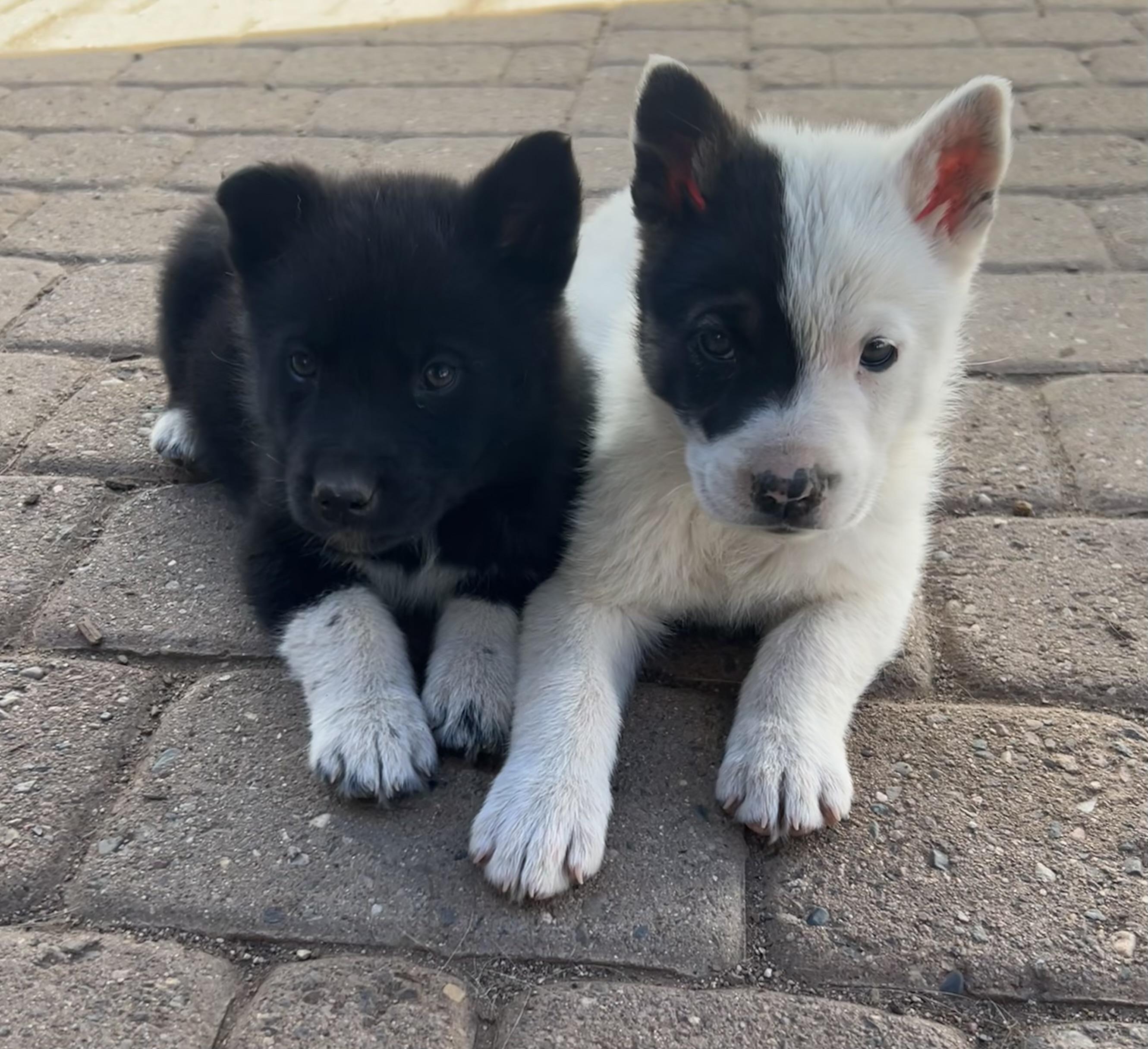 Enlarge Trouble, a ADOPTABLE mixed breed in Flagstaff, AZ image 2/4
