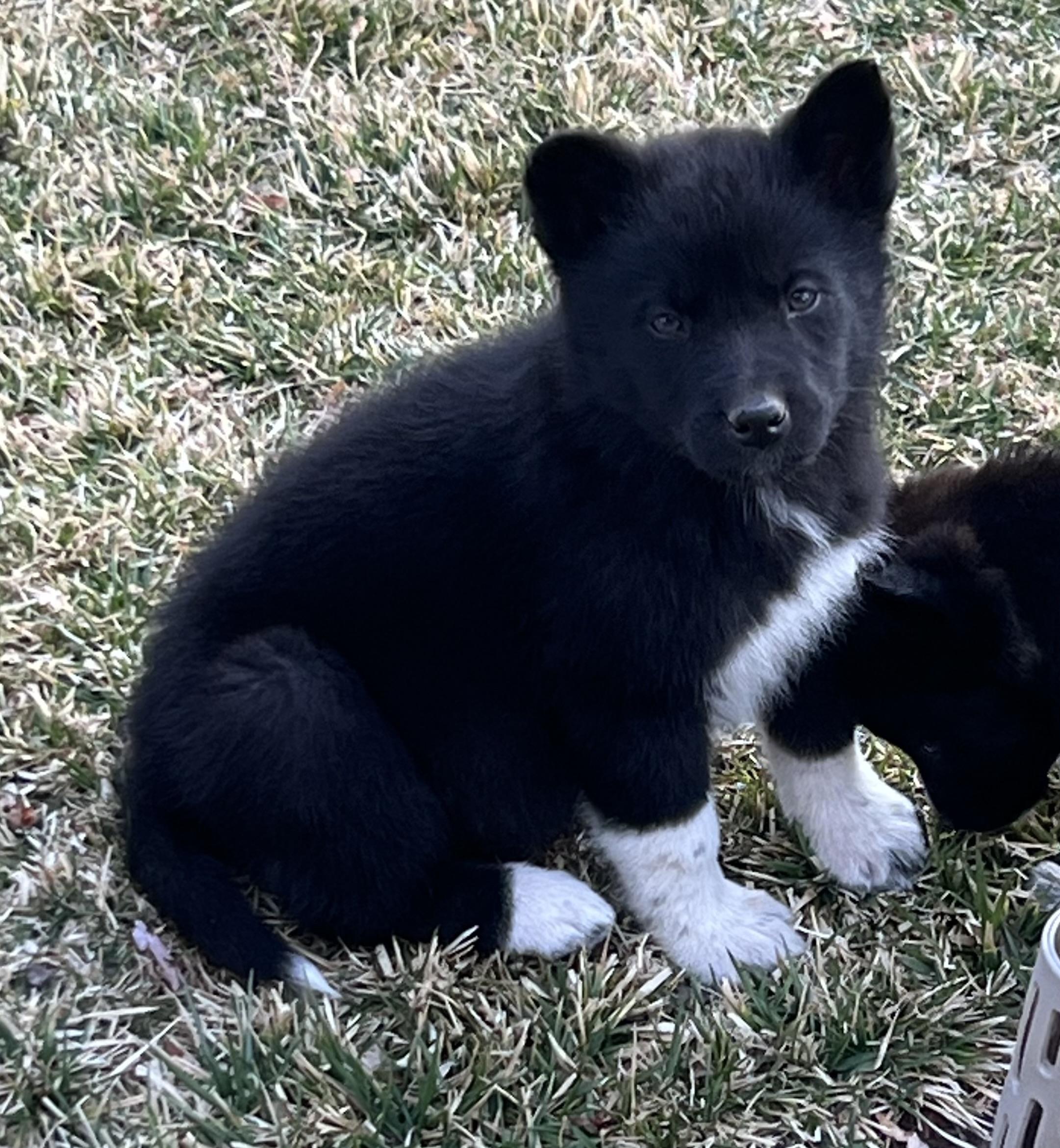 Enlarge Trouble, a ADOPTABLE mixed breed in Flagstaff, AZ image 1/4