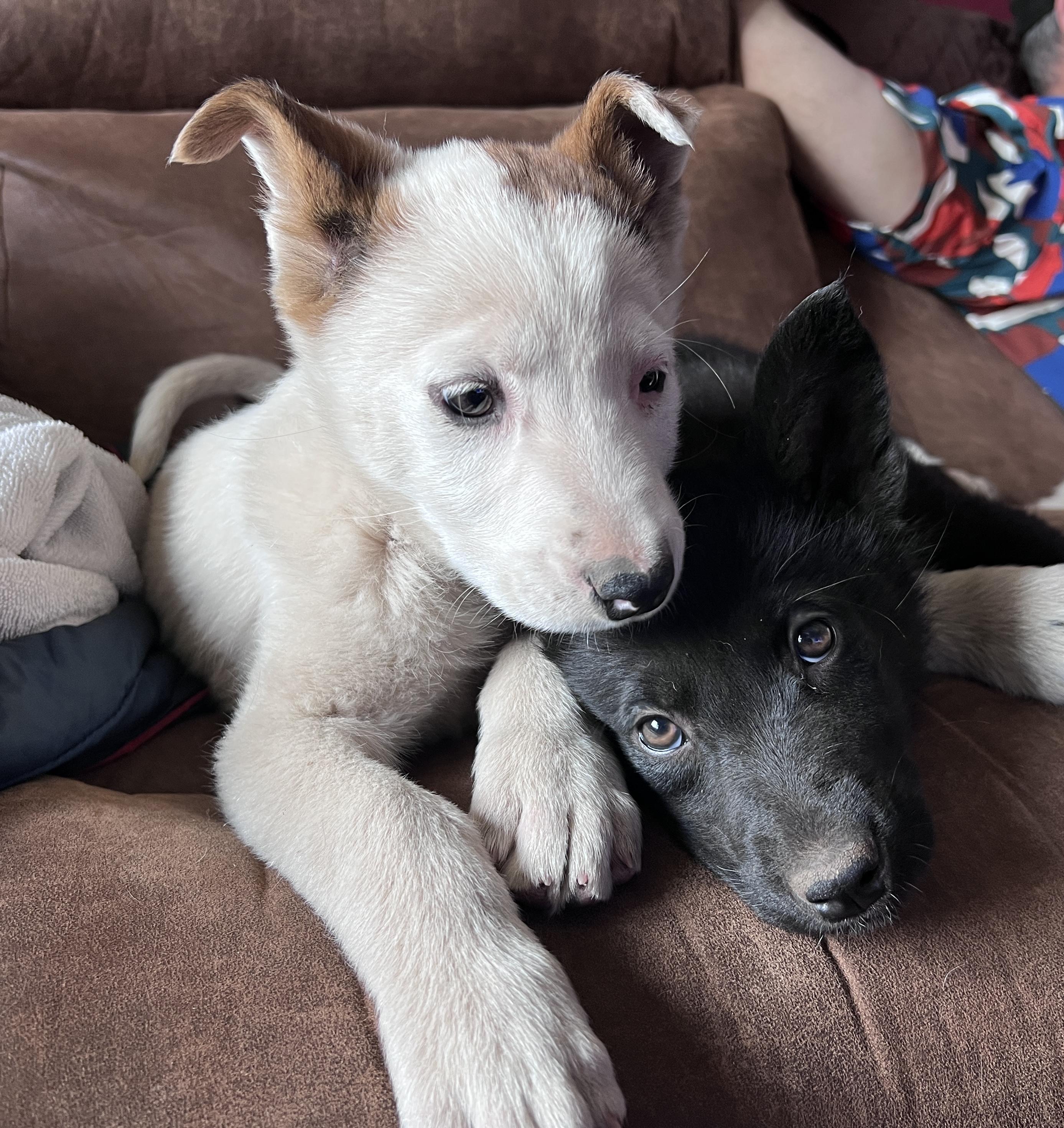 Enlarge Trouble, a ADOPTABLE mixed breed in Flagstaff, AZ image 3/4